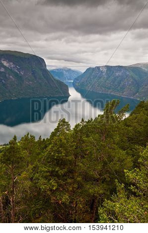 View at Aurlandfjord in cloudy weather - pine trees in the foreground and dramatic sky Stegastein viewpoint of Norway - pictures of Norway