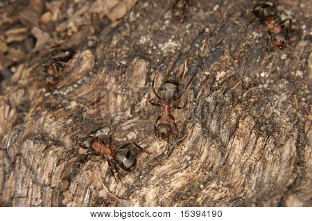 남쪽 나무 개미 (Formica rufa)