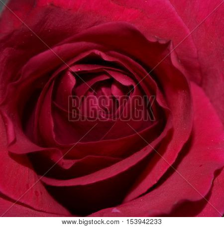 Close up view of dark red rose