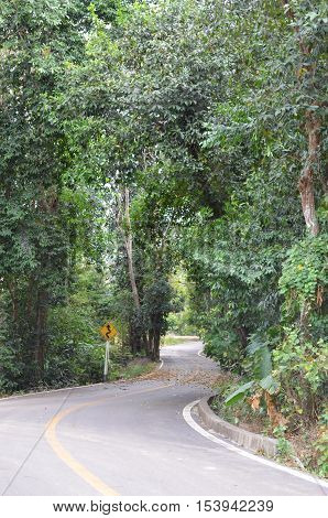 Curve road along through the green forest