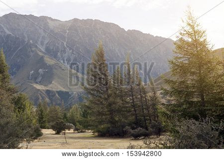 Pine Trees At Campsite In Glentanner Park Centre, Aoraki / Mount Cook National Park, Canterbury, New
