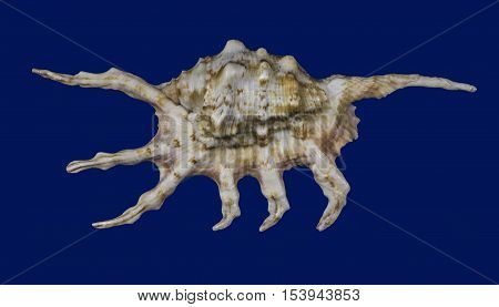 Horned Shell