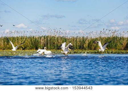 Landscape photo of white pelicans in Danube Delta