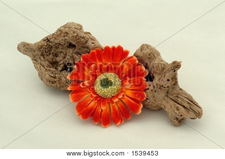 Legno e fiore