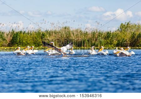Landscape photo of white pelicans in Danube Delta