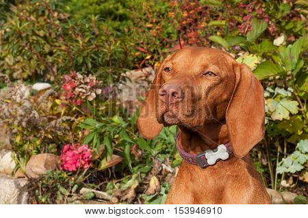Hungarian hound. Dog look into the lens. Portrait of a Hungarian Vizla. Dog's eyes. Sunny day on the hunt.