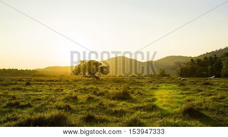 White birds are flying towards the sun in the field of Goa, India