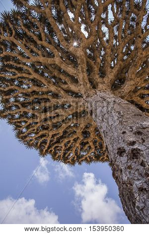 dragon blood tree dracaena cinnabari on an island of Socotra