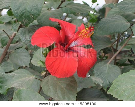 Hibiszkusz
