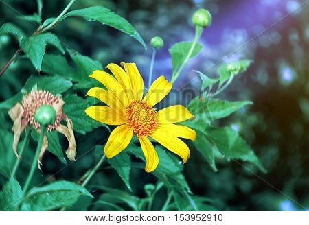 Mexican sunflower. Tree marigold blooming in garden with beautiful nature. grunge color. flower focus.