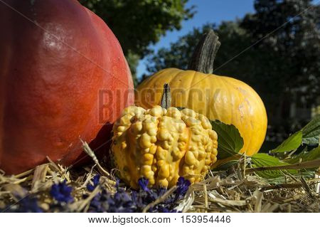 Pumpkins in a variety of golden fall colors