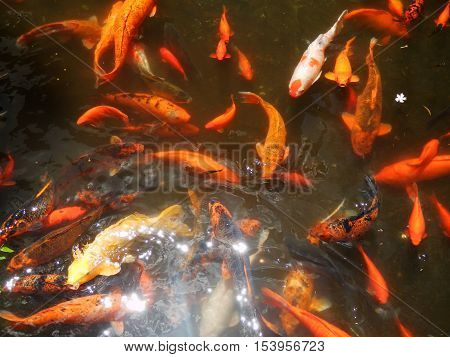School of koi fish dancing in sunlight on reflective water with small white flower floating