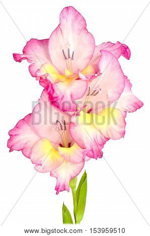 single stem flower gladiolus with petals of redyellow and white color isolated on white background
