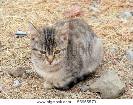 the most beautiful street cute cat pictures here