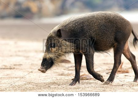 Bornean bearded pig, Sus Barbatus, walking on the Bako national park beach, Kuching, Malaysia, Borneo