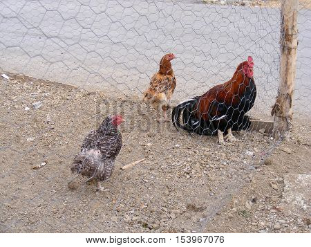 laying hens are waiting in the coop