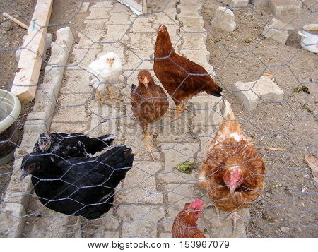 laying hens are waiting in the coop