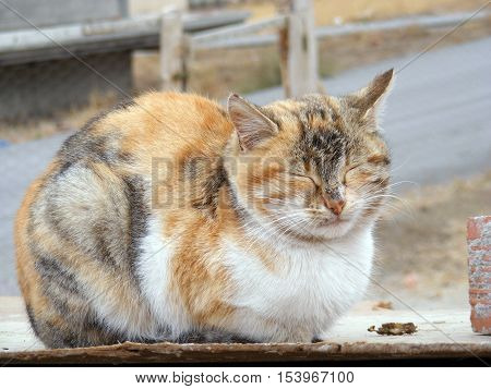 Did you see the beautiful cat napping