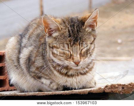 the most beautiful cat sleeping pictures here