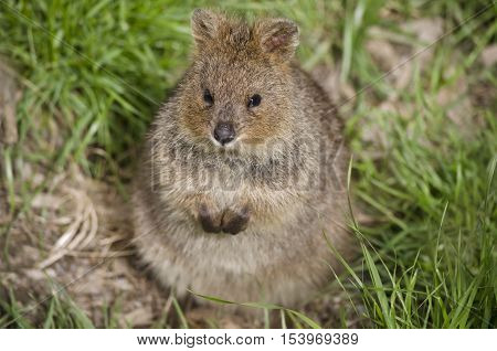 this is a close up of a pademelon