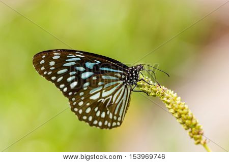 The Blue Tiger is a butterfly found in India, that is, the danaid group of the brush-footed butterfly family. This butterfly shows gregarious migratory behaviour in southern India.