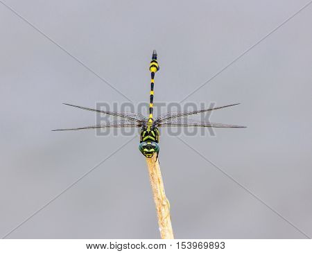 The golden-ringed dragonfly is a striking specimen with an elongated black and yellow striped abdomen. This species is widespread but these were photographed near Bangalore India.