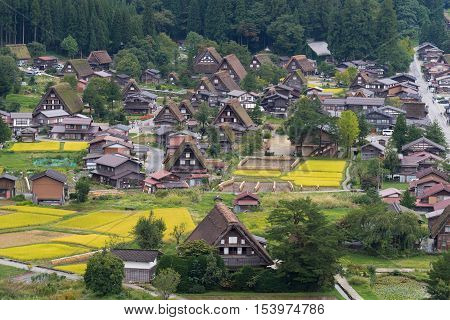 Shirakawago Japan - September 23 2016: Aerial view on the center of Shirakawago shows many of the brown farms with the special Joined-hands roofs. Colored by yellow rice paddies and green forests.