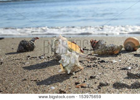 The shadows of shells in the silence