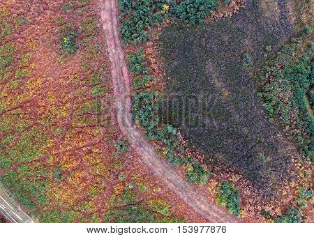 Aerial Heather