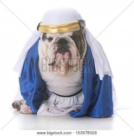 dog wearing a sheik costume on white background