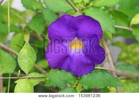 Close up flower purple Thunbergia erecta (Benth.) Anderson ACANTHACEAE Bush Clock Vine