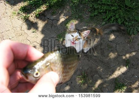 Little young cat need a fish. A hungry cat begging a fish for eat.