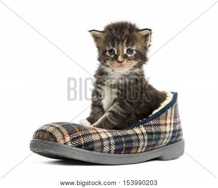 Maine coon kitten in a slipper isolated on white