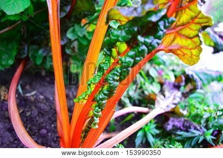 Healthy Organic Garden Bright Lights Swiss Chard Colorful Stalks and green leaf background