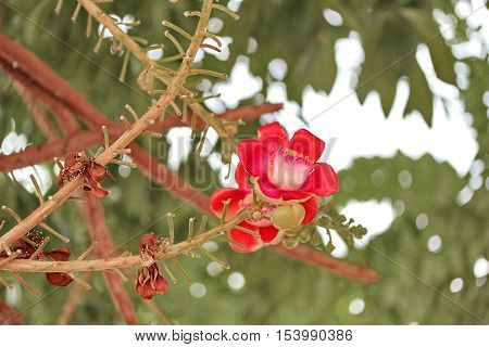 Beautiful in pink of  cannonball flower (call Sal Flower in Thai)  with background green. Selective focus.
