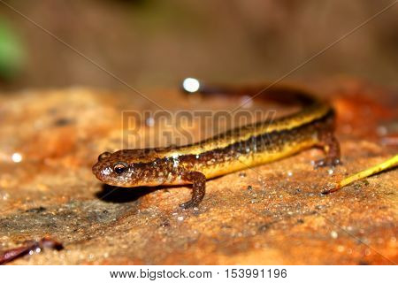 Southern Two-lined Salamander (Eurycea cirrigera) in an Indiana stream.