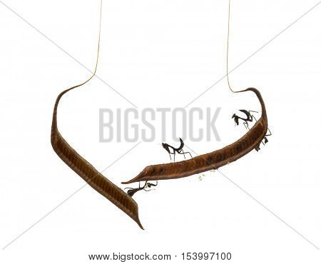 Young dead leaf mantises on a Ootheca - Acanthops Sp - isloated on white
