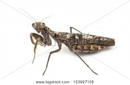 Old and blind female praying mantis - Rhombodera fusca, isolated on white