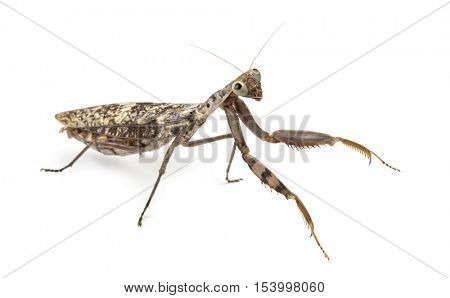 Old and blind female praying mantis - Rhombodera fusca, isolated on white