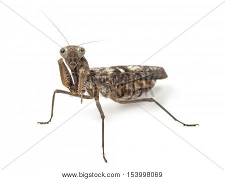 Old and blind female praying mantis - Rhombodera fusca, isolated on white