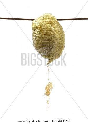 Ootheca of praying mantis, Macromantis ovalifolia, isolated on white