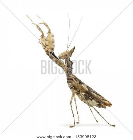 Female praying mantis, Ceratomantis saussurii, isolated on white