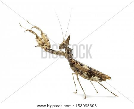 Female praying mantis, Ceratomantis saussurii, isolated on white