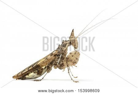 Female praying mantis, Ceratomantis saussurii, isolated on white