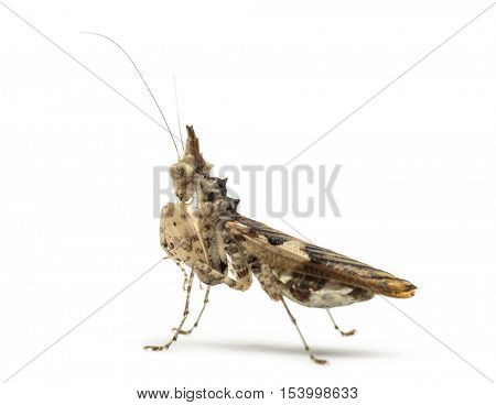 Female praying mantis, Ceratomantis saussurii, isolated on white