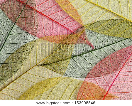 Mulberry leaves skeletons in autumn colors for background