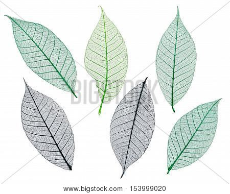Mulberry leaves skeletons isolated on a white background