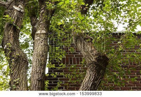 Old tree with many branches and leaves hanging over roof of home with brick wall