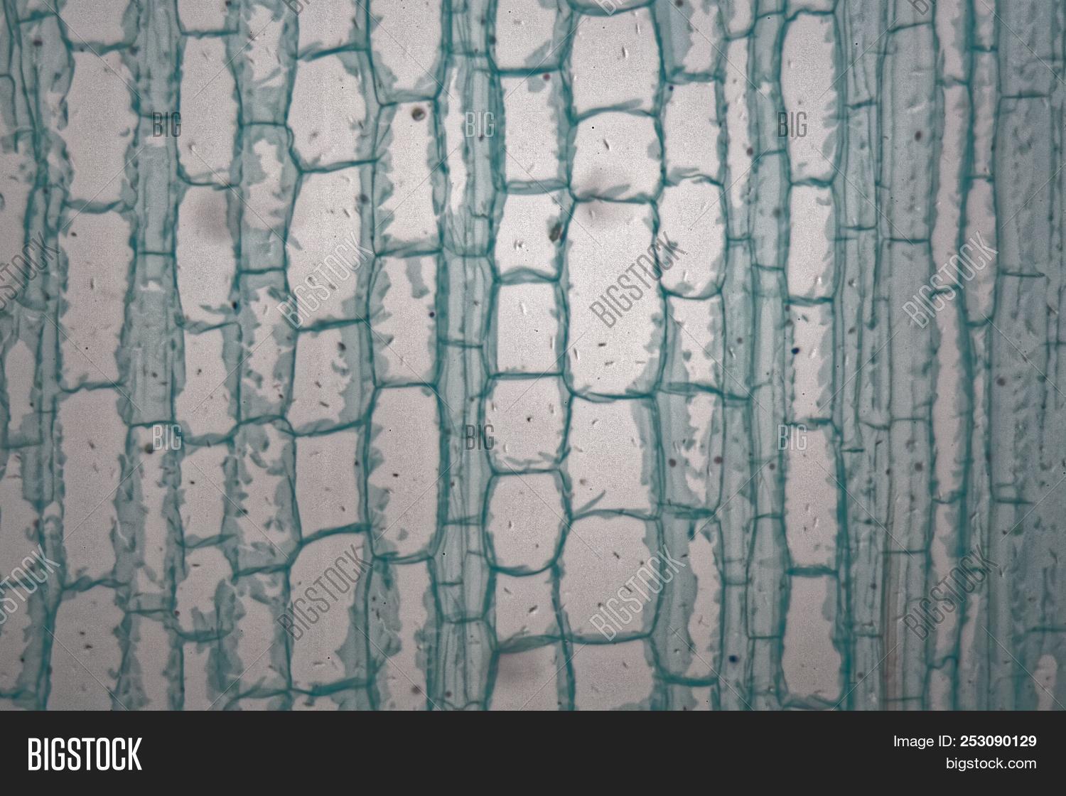 Longitudinal Section Image & Photo (Free Trial) | Bigstock