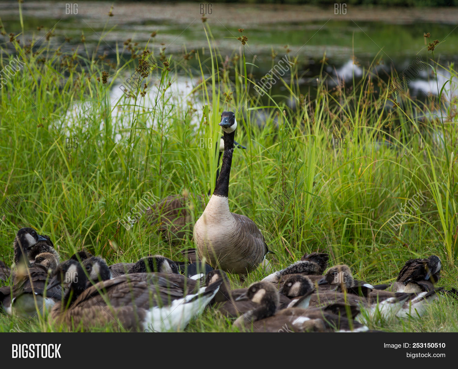 big and tall canada goose